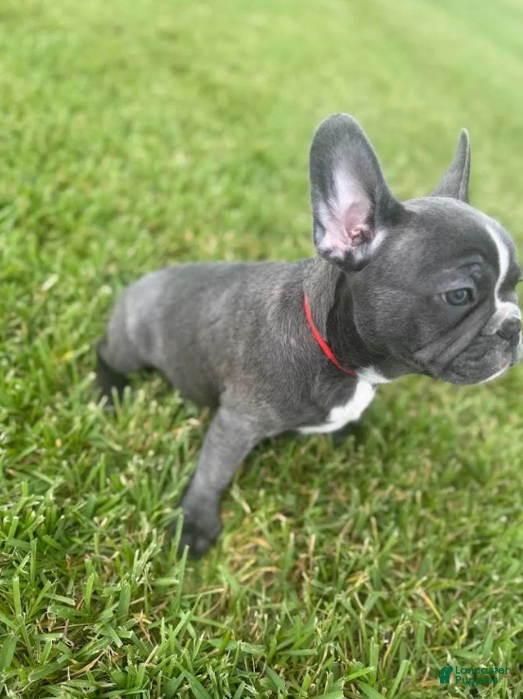 French Bulldog dogs for sale: Red Collar - Ad 1