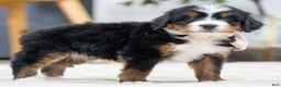 Mini Bernedoodle dogs for sale: Ivory - Ad 3