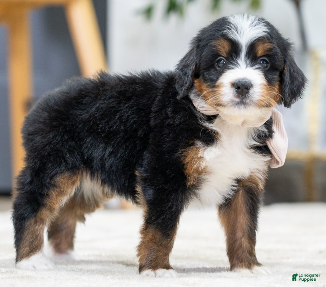 Mini Bernedoodle dogs for sale: Ivory - Ad 3