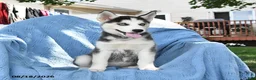 Siberian Husky dogs for sale: Bubbles - Ad 4