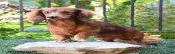 Miniature Dachshund dogs for sale: Nugget - Ad 7