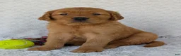 Golden Retriever dogs for sale: Porter  - Ad 14