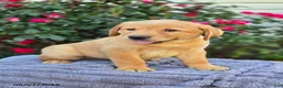 Labrador Retriever dogs for sale: Shiloh - Ad 3