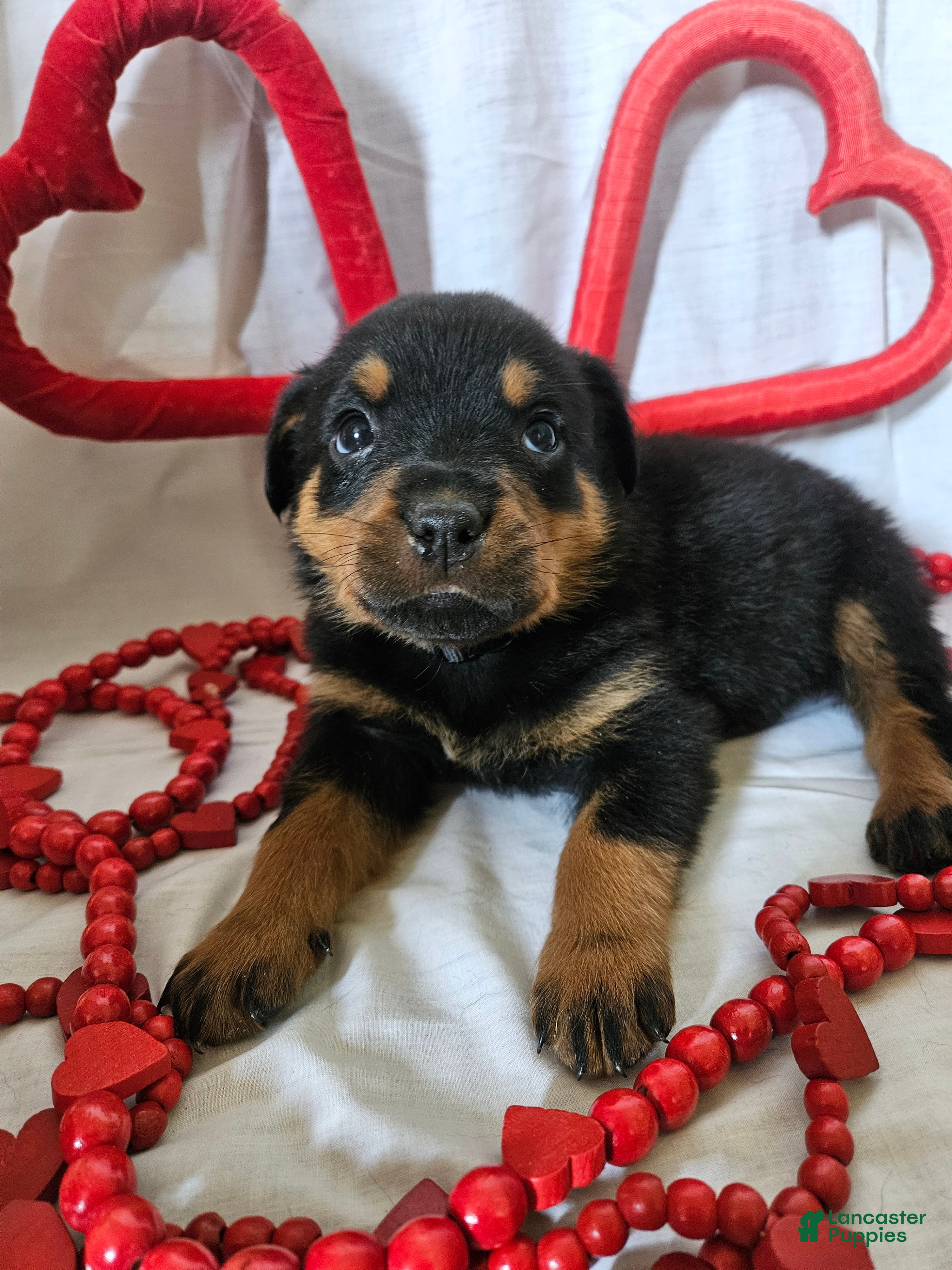 Rottweiler dogs Ranger - Ad 11