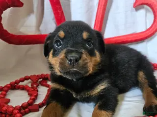 Rottweiler dogs Ranger - Ad 8