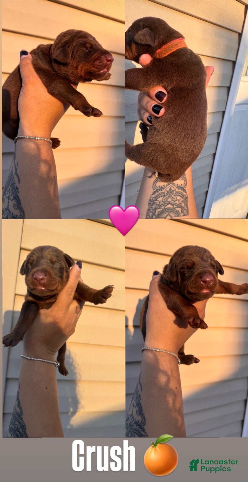 Doberman Pinscher dogs for sale: Doberman Pinscher 6 - Ad 4