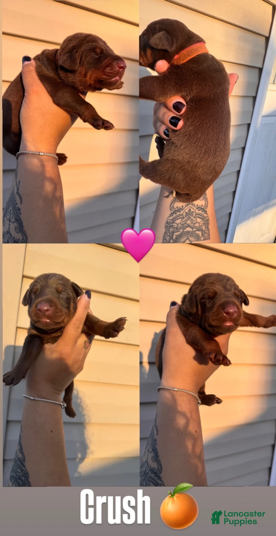 Doberman Pinscher dogs for sale: Doberman Pinscher 6 - Ad 1