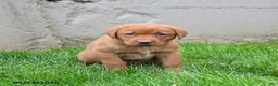 Labrador Retriever dogs for sale: Elisha - Ad 2