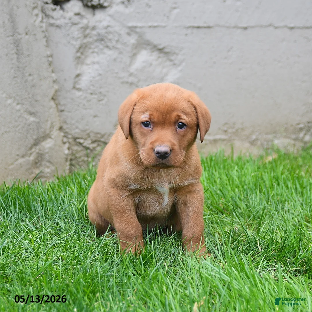 Labrador Retriever dogs for sale: Elisha - Ad 2