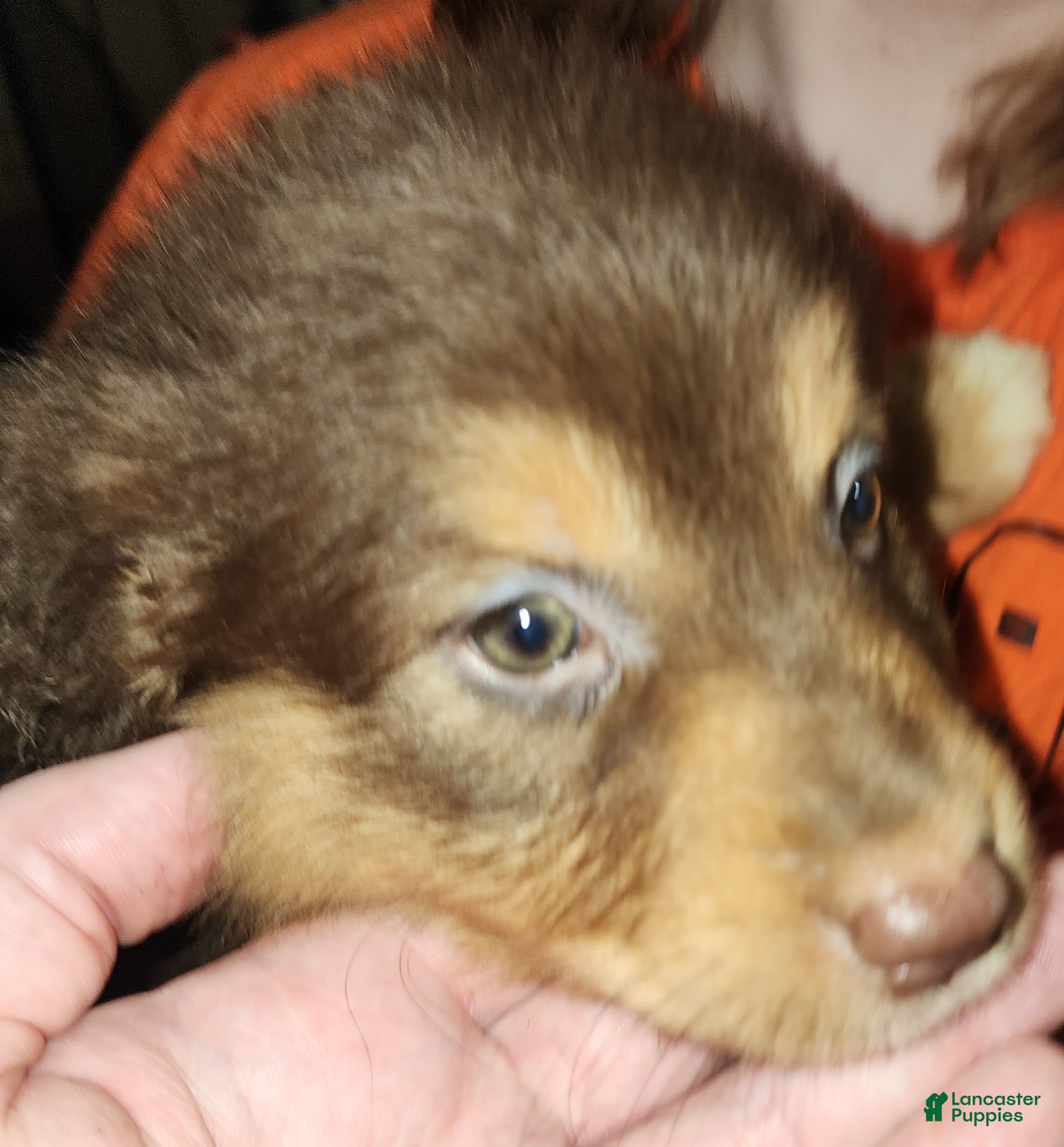 Australian Shepherd dogs Cherry - Ad 1