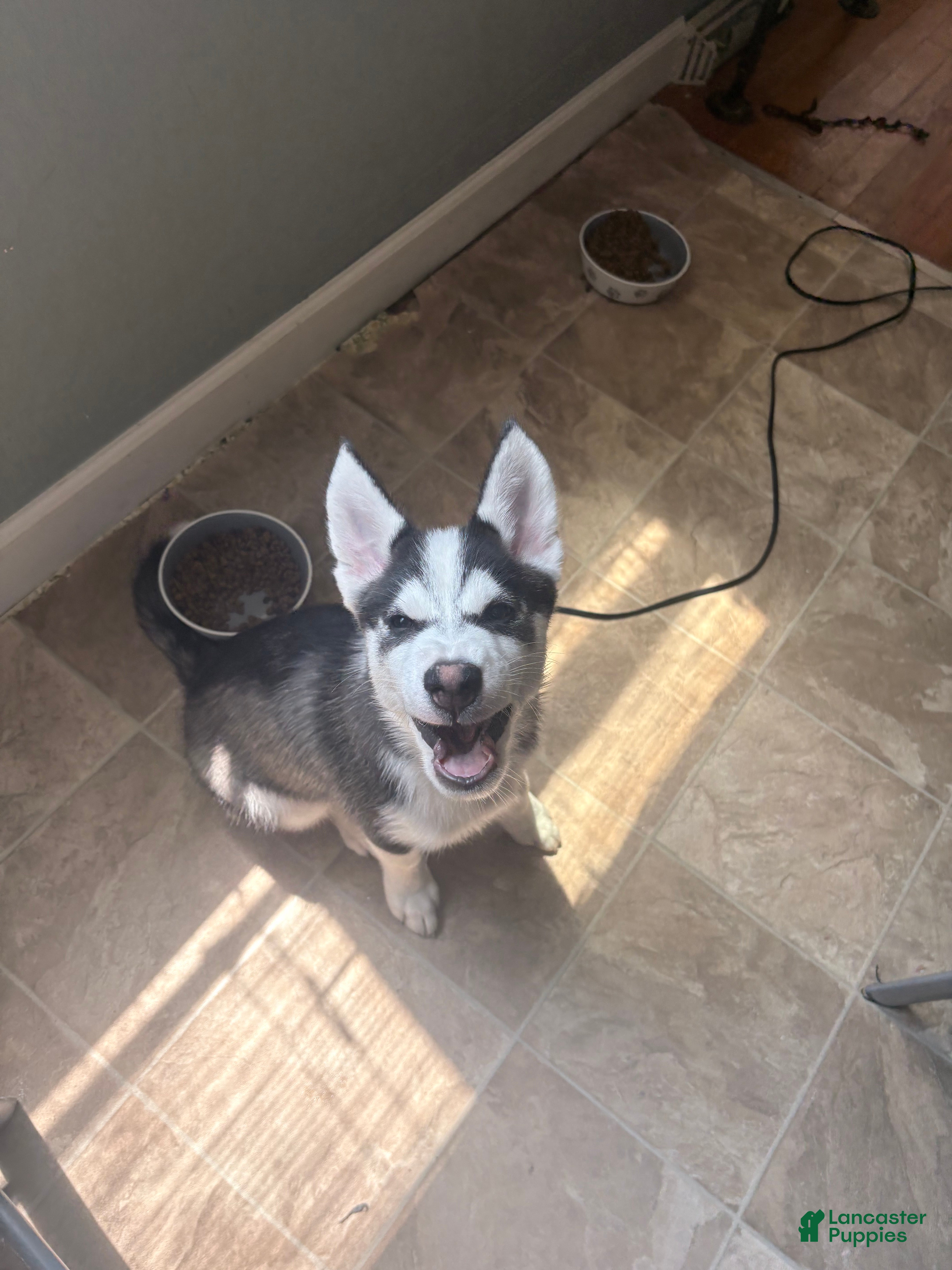 Pomsky dogs Alesso - Ad 2