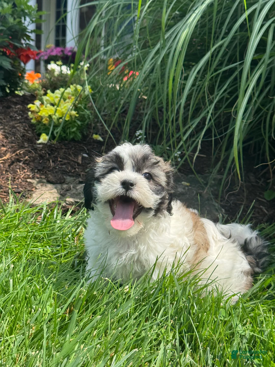 Teddy Bear dogs for sale: Joy - Ad 5
