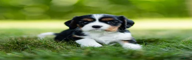 Darcy Cavalier King Charles Spaniel 