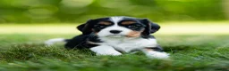 Cavalier King Charles Spaniel dogs for sale: Darcy Cavalier King Charles Spaniel  - Ad 1