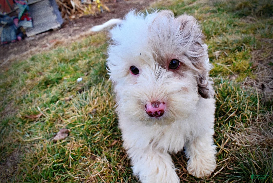 Havapoo dogs for sale: Wiggles - Ad 25