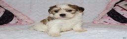 Shihpoo dogs for sale: Evon - Ad 5