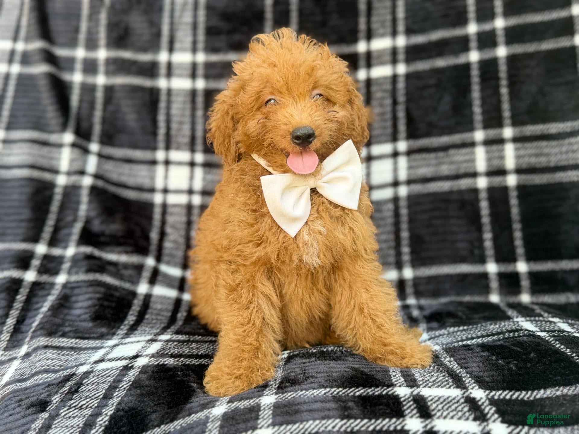 Mini Goldendoodle dogs Dayton - Ad 1