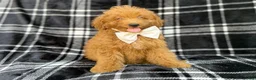 Mini Goldendoodle dogs for sale: Dayton - Ad 1