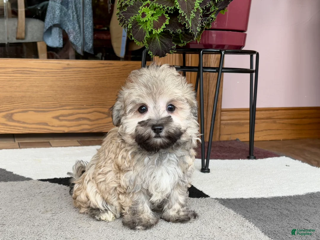 Mixed Breed dogs for sale: Waylon - Ad 6