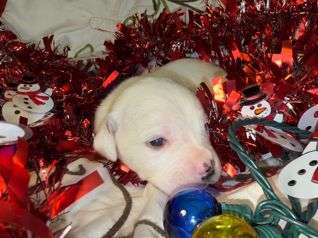 Mixed Breed dogs for sale: Calypso - Ad 7