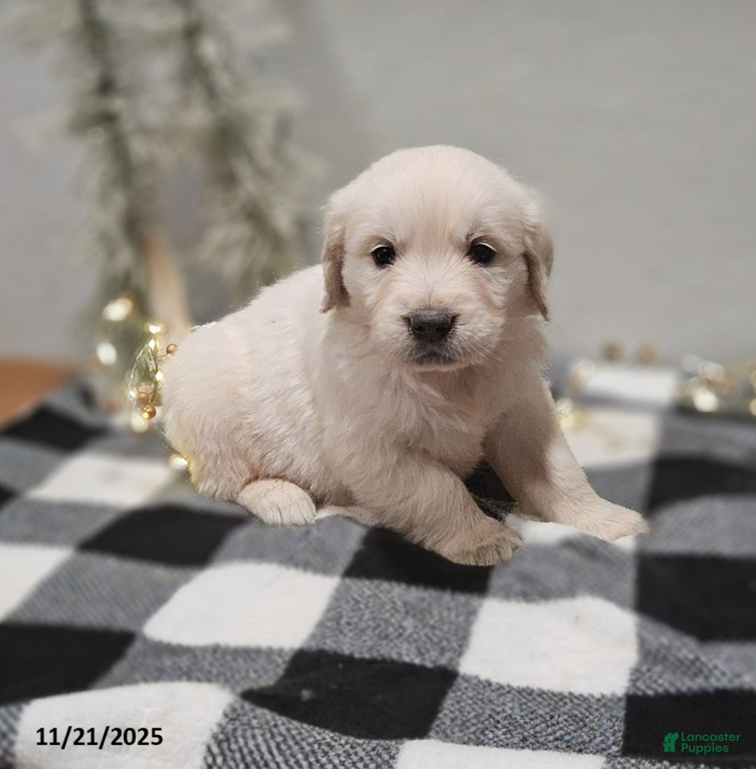 Golden Retriever dogs for sale: Emily - Ad 6