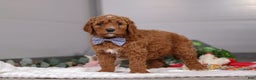 Standard Poodle dogs for sale: Luke - Ad 1