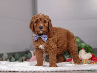 Standard Poodle dogs Luke - Ad 16