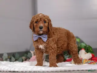 Standard Poodle dogs Luke - Ad 40