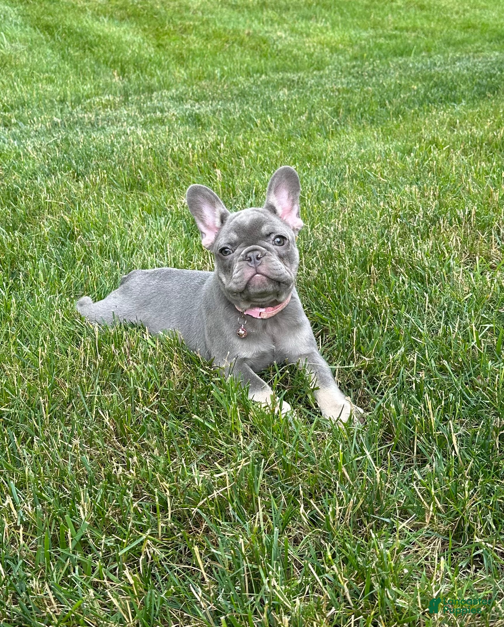 French Bulldog dogs for sale: Violet - Ad 3
