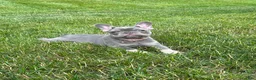 French Bulldog dogs for sale: Violet - Ad 1