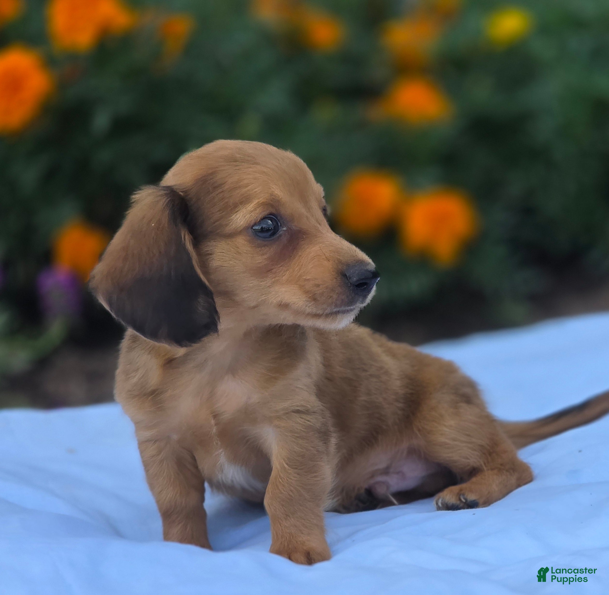 Miniature Dachshund dogs Jerry - Ad 2
