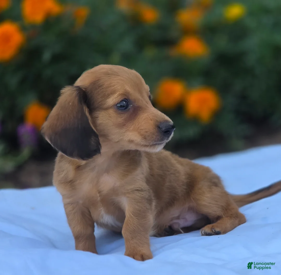 Miniature Dachshund dogs for sale: Jerry - Ad 2