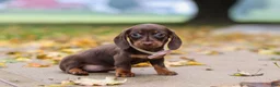 Miniature Dachshund dogs for sale: Lilly - Ad 6