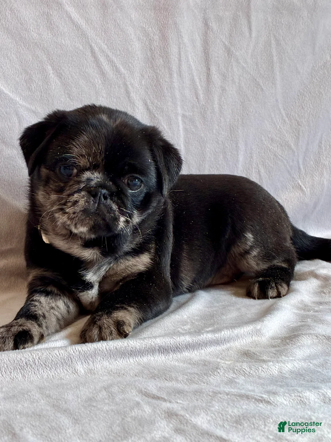 Pug dogs for sale: Max - Ad 2