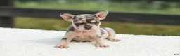 French Bulldog dogs for sale: Issy - Ad 5