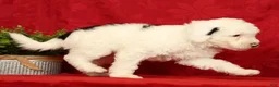 Mini Sheepadoodle dogs for sale: Buster - Ad 6