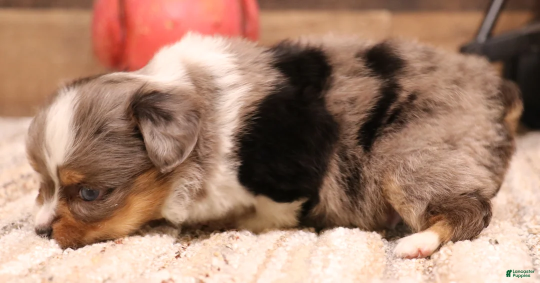 Toy Australian Shepherd dogs for sale: Rory  - Ad 2