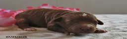 Mini Goldendoodle dogs for sale: Ruby - Ad 4