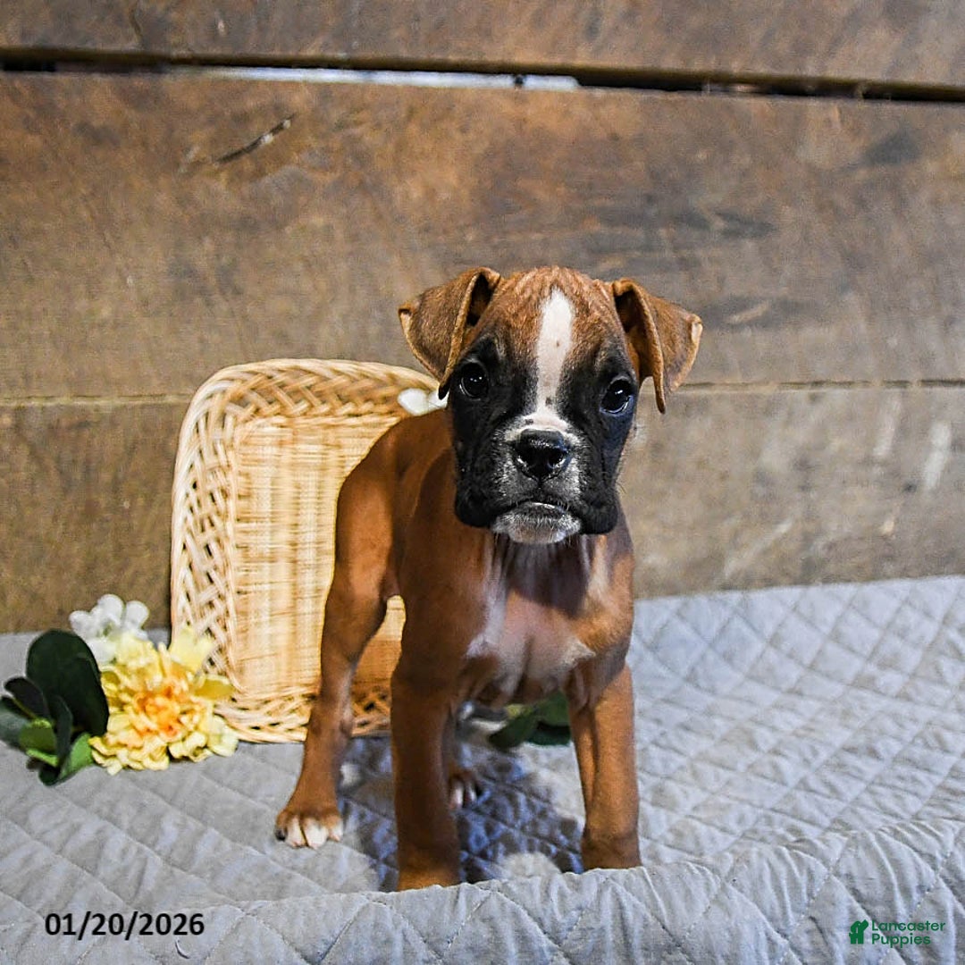Boxer dogs for sale: Niko - Ad 1