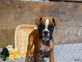 Boxer dogs Niko - Ad 15