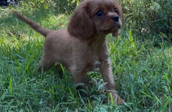 Cavalier King Charles Spaniel dogs AKC MOE - Ad 1