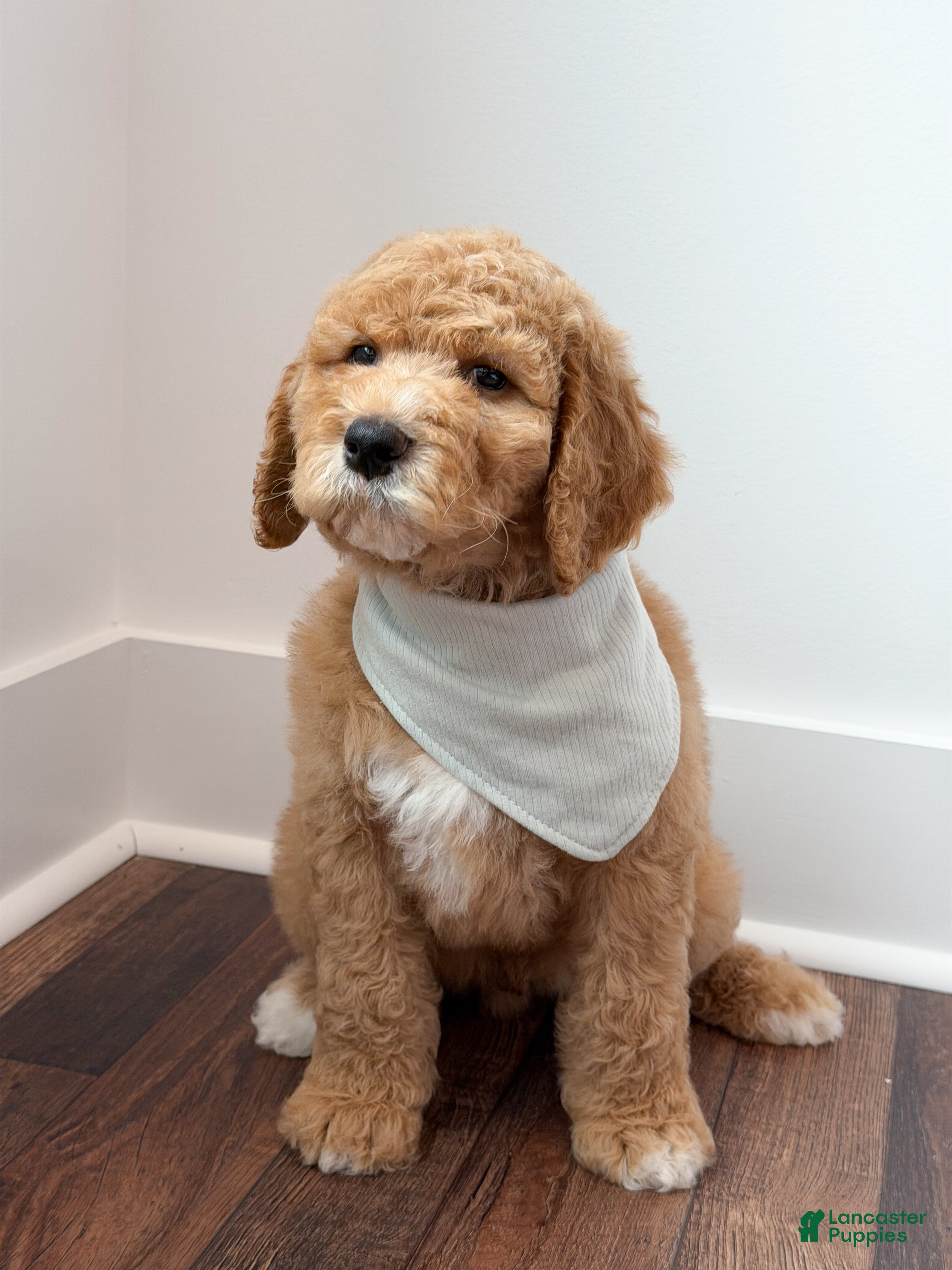 Goldendoodle dogs Raleigh - Ad 2