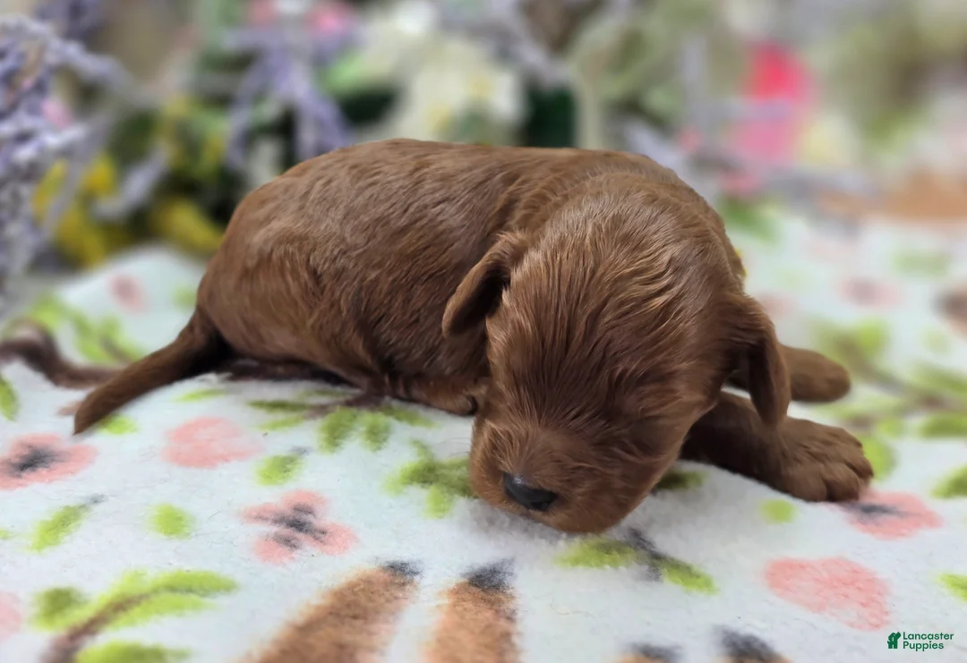 Cockapoo dogs for sale: Milan - Ad 2