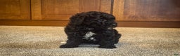 Miniature Poodle dogs for sale: Coal - Ad 4