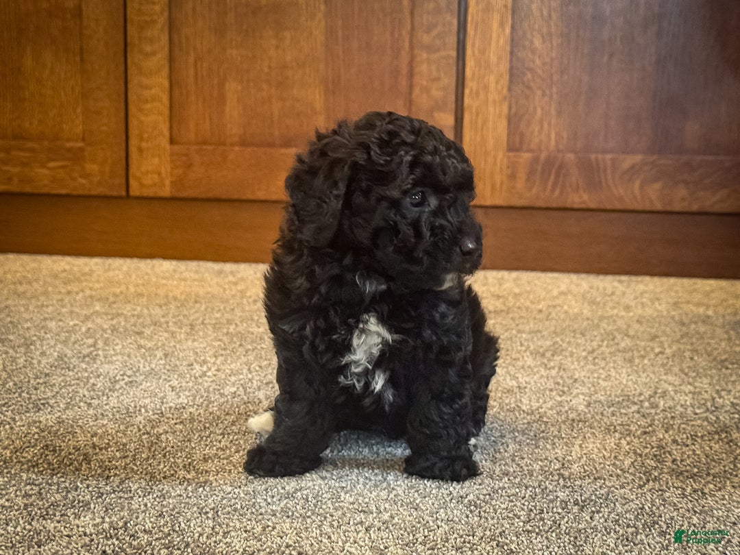 Miniature Poodle dogs for sale: Coal - Ad 4