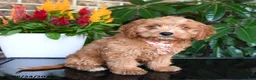 Mixed Breed dogs for sale: Maisie - Ad 4