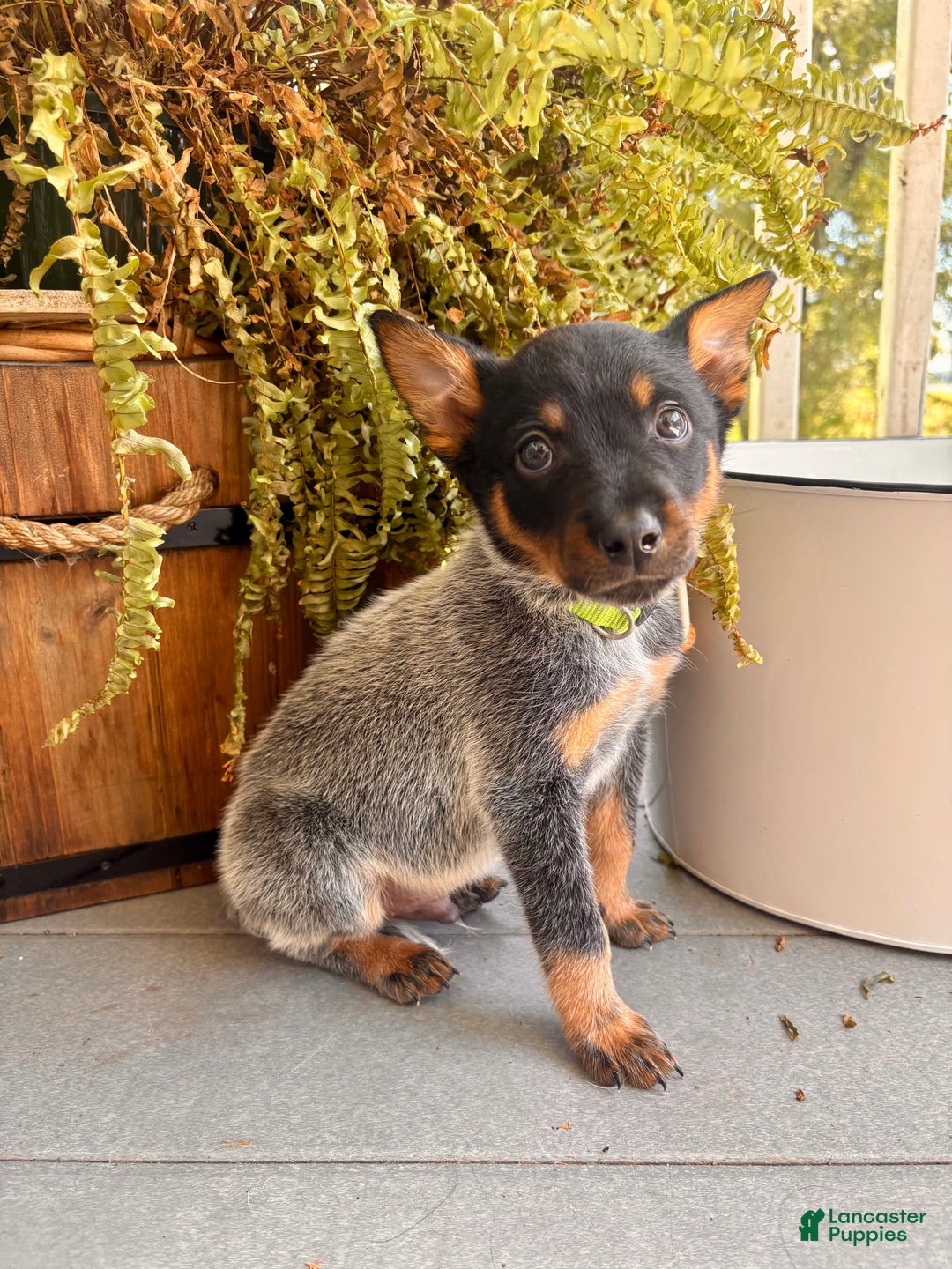 Terrier Lancaster Heeler Dog Dog Forum Blue Heeler Rat Terrier Mix