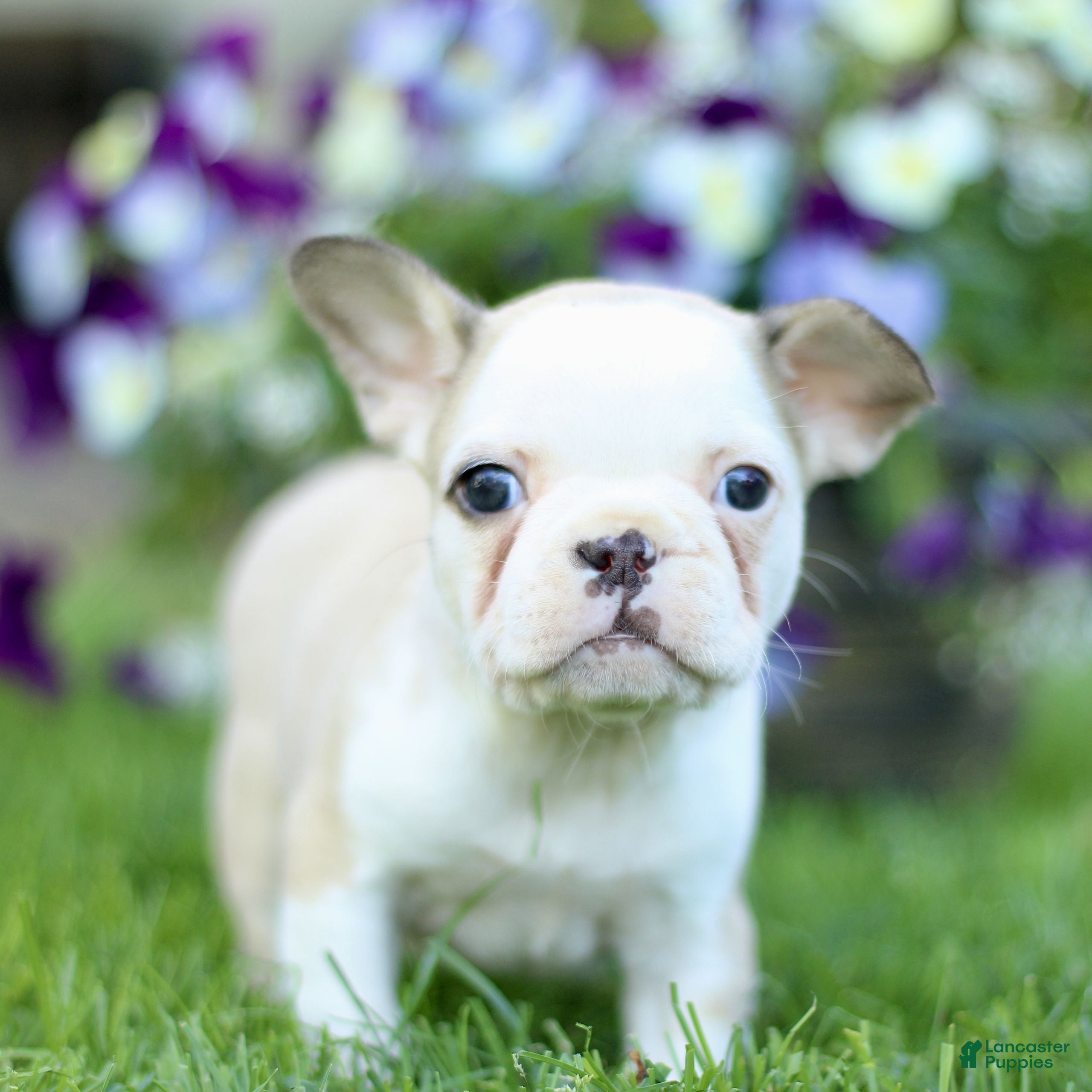 French Bulldog dogs for sale: Renee  - Ad 1