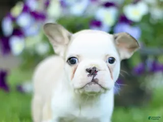 French Bulldog dogs for sale: Renee - Ad 1