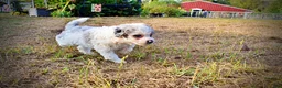 Havapoo dogs for sale: Milo-Sale!!! - Ad 7